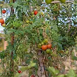 Il Gallo Senone Di Campagna סניגליה